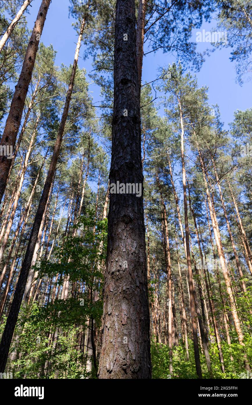 pine forest with tall trees against a blue sky background, spring ...
