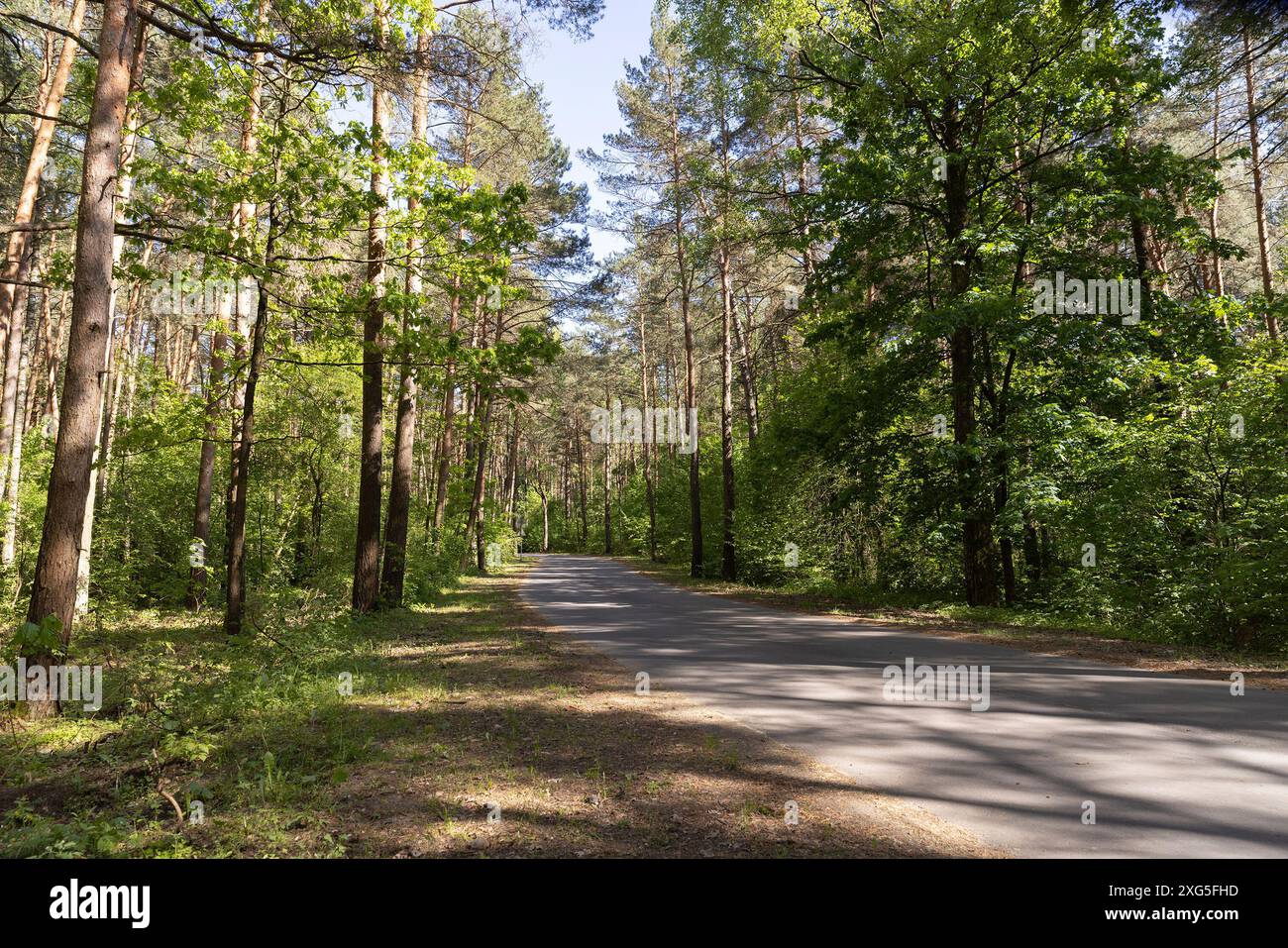 pine forest with tall trees against a blue sky background, spring ...