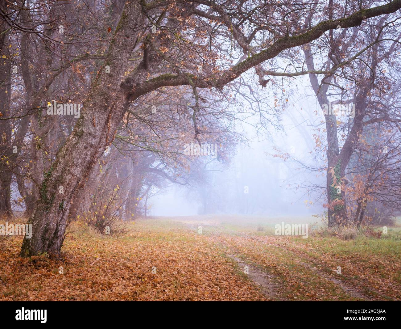 Path in an autumn forest with fog Stock Photo - Alamy