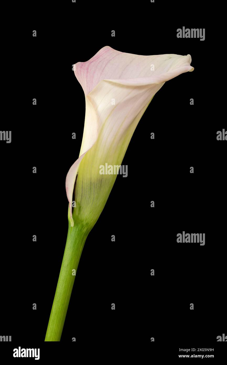 Single Calla flower on black background Stock Photo
