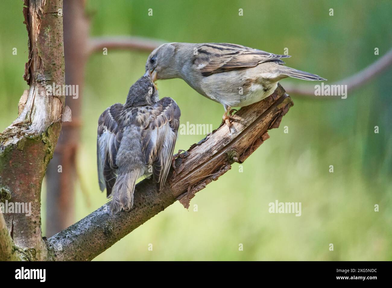 House sparrows behavior hi-res stock photography and images - Alamy