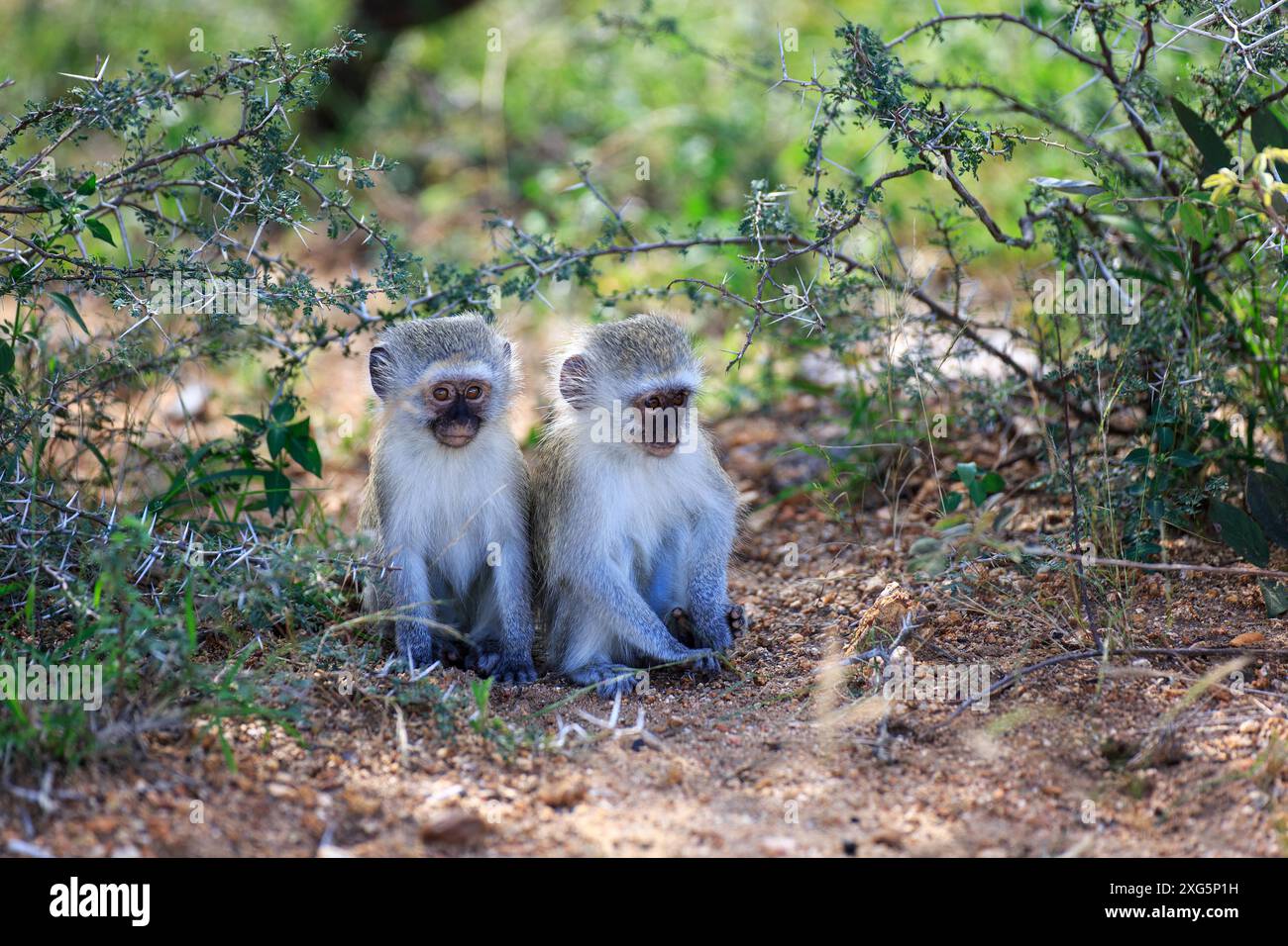 Cercopithecini Cercopithecini hi-res stock photography and images - Alamy