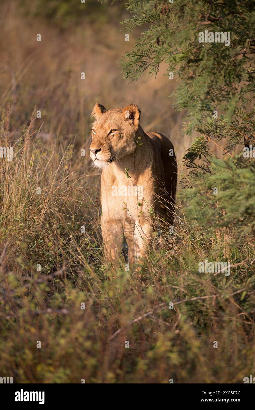 Lioness in the early morning in the African bush of the Motswari Game Reserve in South Africa Stock Photo