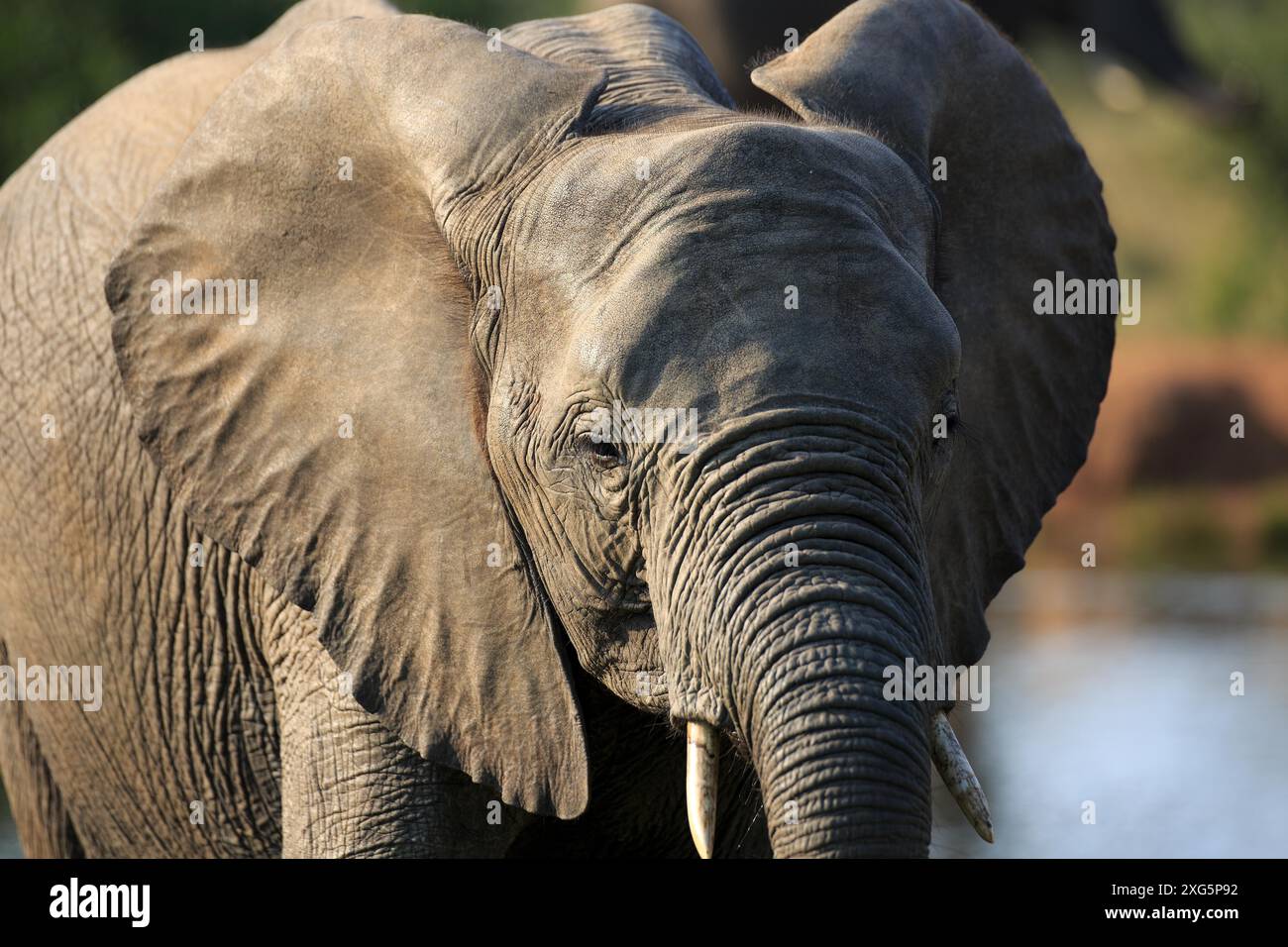 Elephant portrait Stock Photo