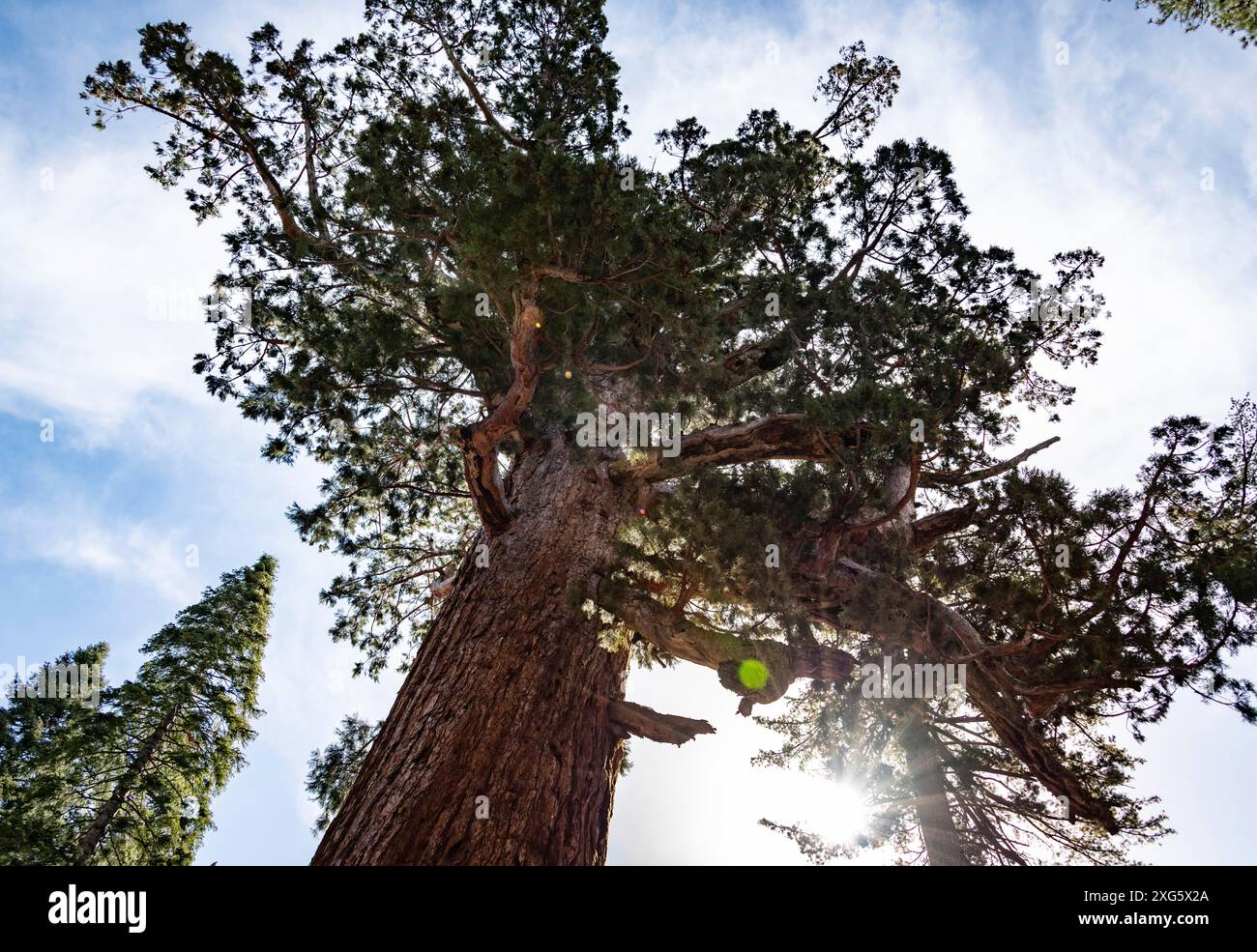 Grizzly giant tree hi-res stock photography and images - Alamy