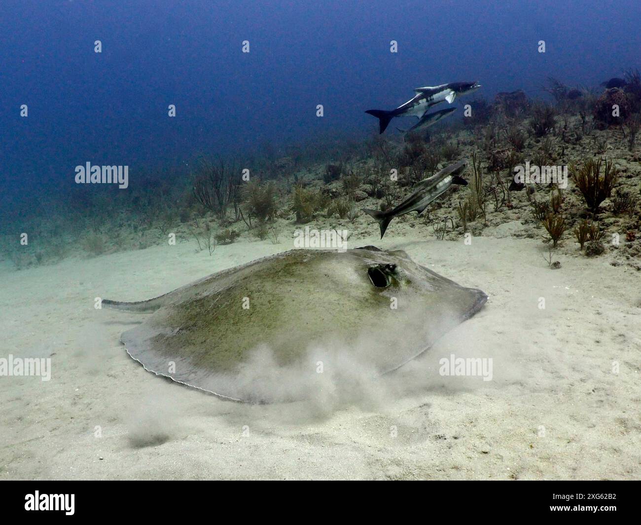 Large Southern Stingray (Hypanus americanus) stirs up sand as it forages for food while fish swim around it. Dive site Breakers, Palm Beach, Florida Stock Photo