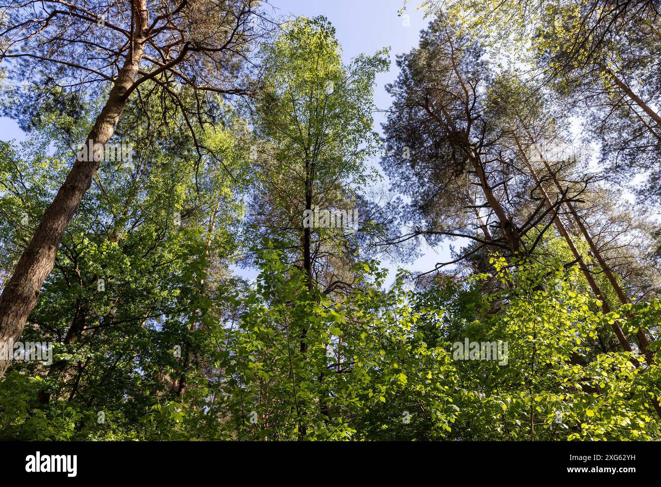 pine forest with tall trees against a blue sky background, spring ...