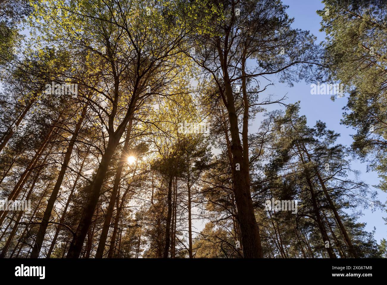 Beautiful forest tall trees cable hi-res stock photography and images ...