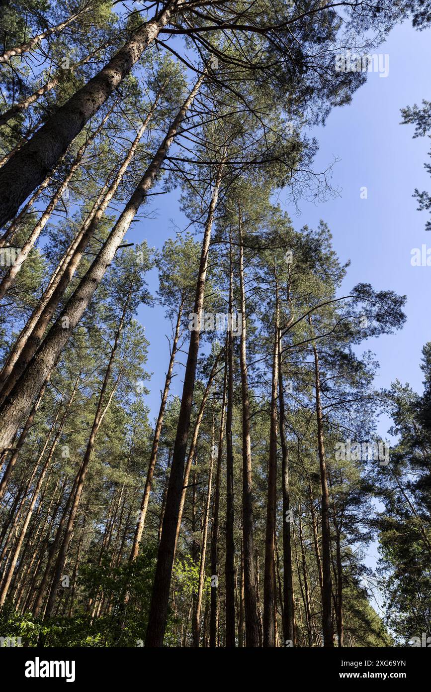 pine forest with tall trees against a blue sky background, spring ...