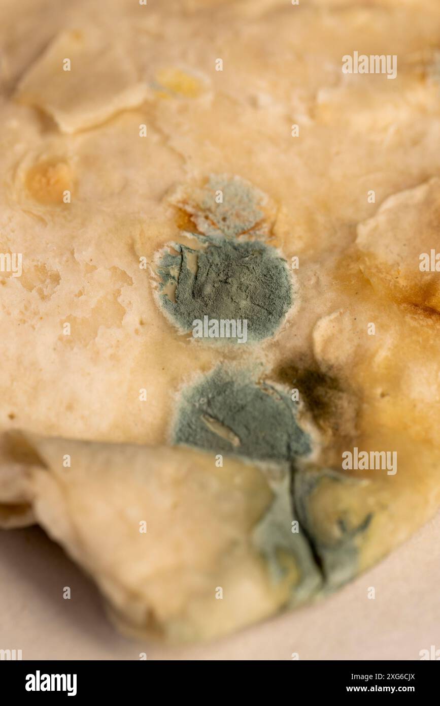 a spoiled wheat flour tortilla covered with mold, baked pita bread in ...