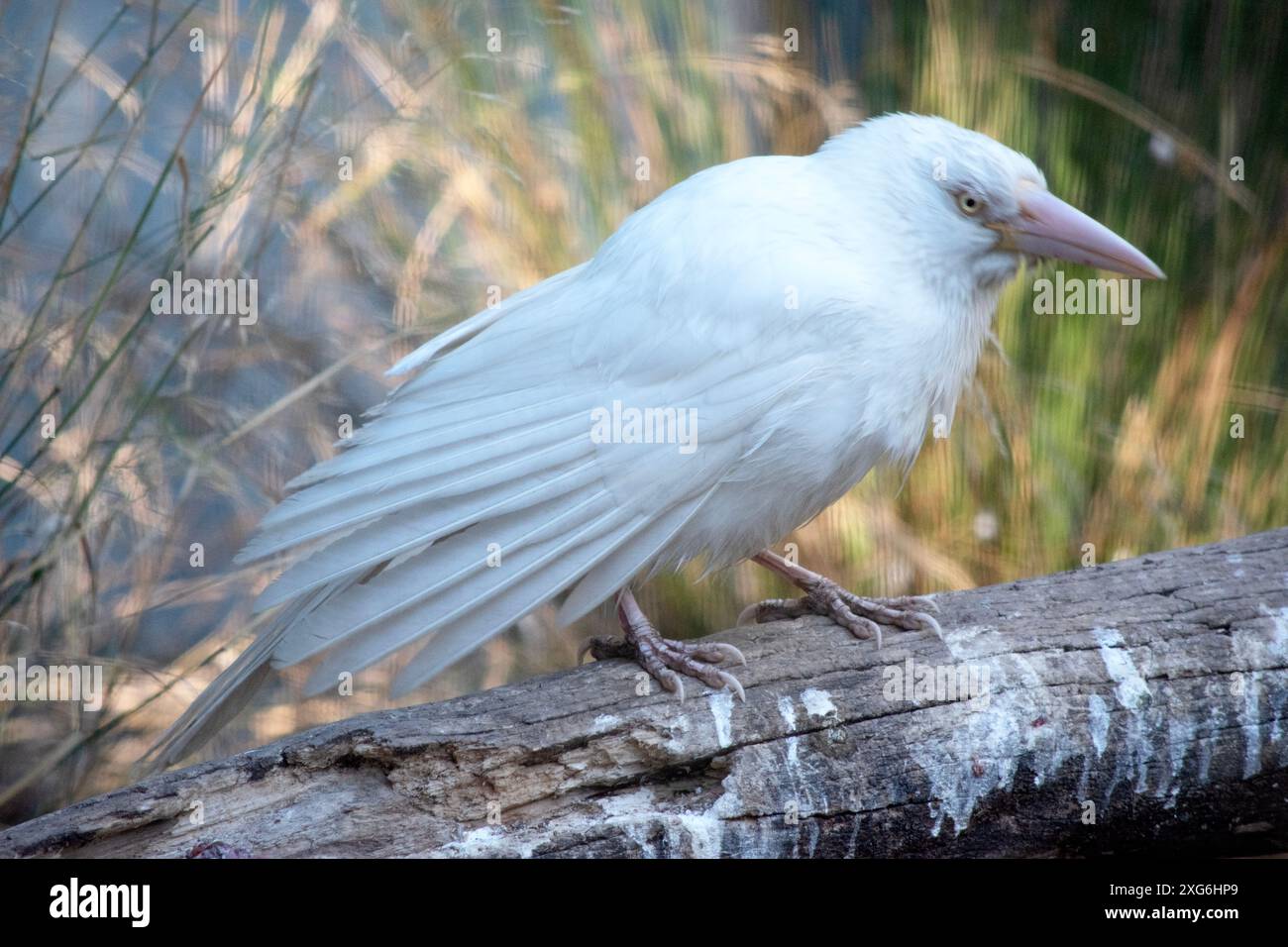the albino raven has a pink bill and white feather Stock Photo - Alamy