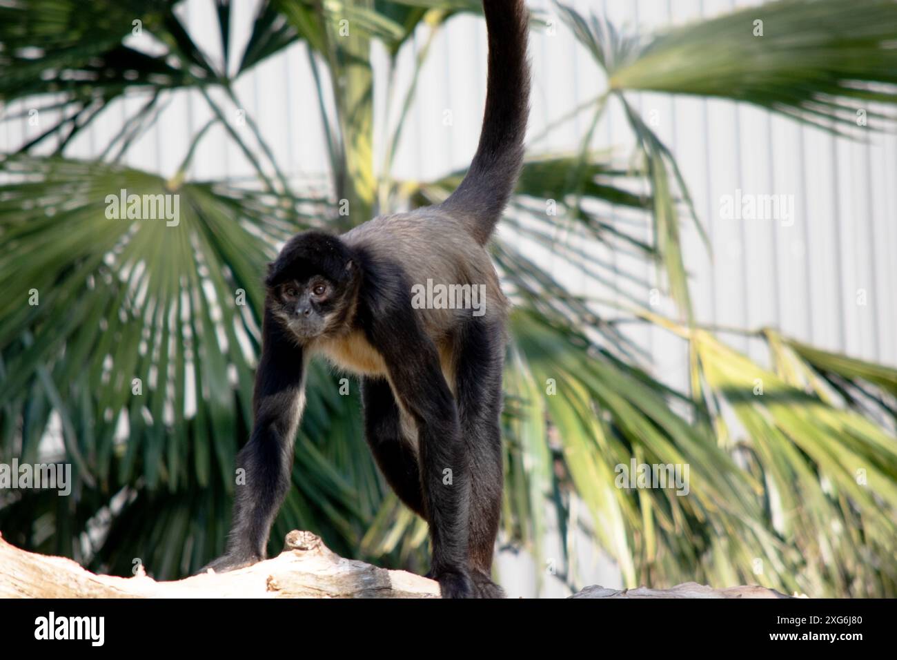The black-handed spider monkey has lack or brown fur with hook-like