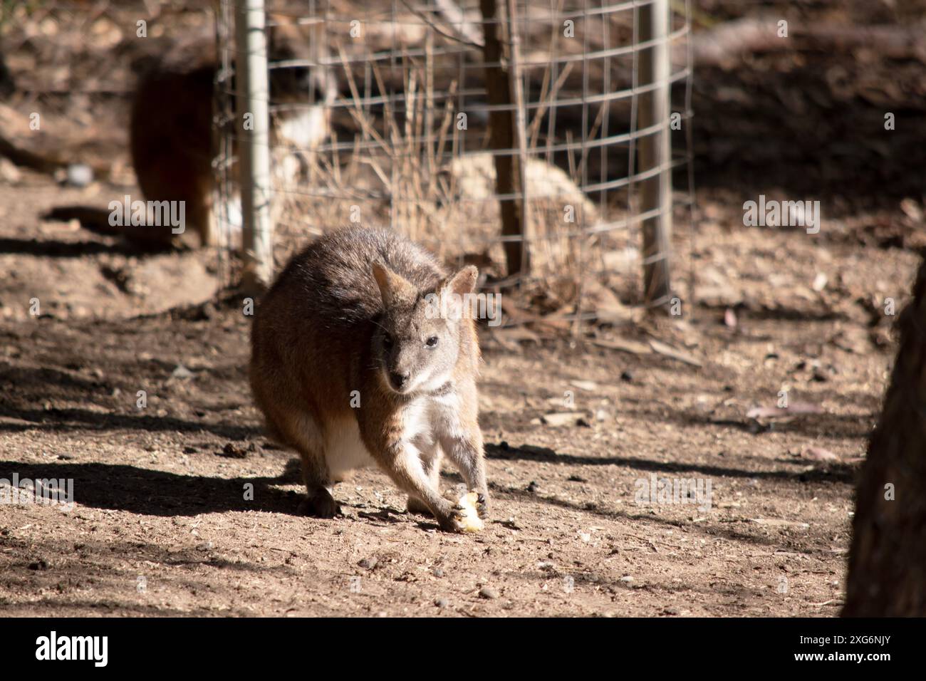 The Red Necked Wallaby Has Mostly Tawny Grey Fur, With A White Chest And Belly, And A Dark Brown Muzzle, Paws And Feet. It Is Has A  Red-Tinted Fur On Stock Photo