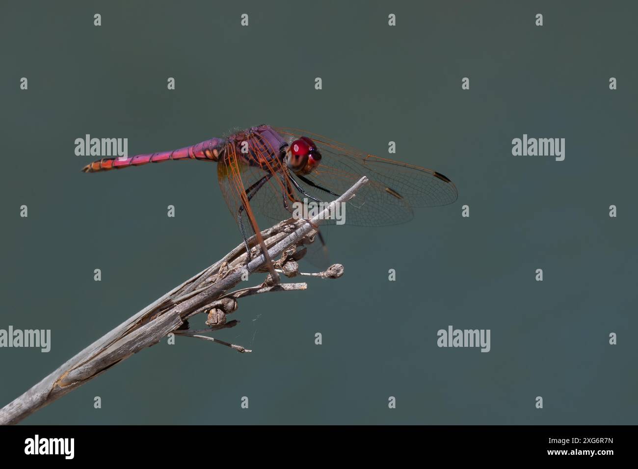 Violet Dropwing dragonfly perched on a reed against a diffused blueish grey background Stock Photo