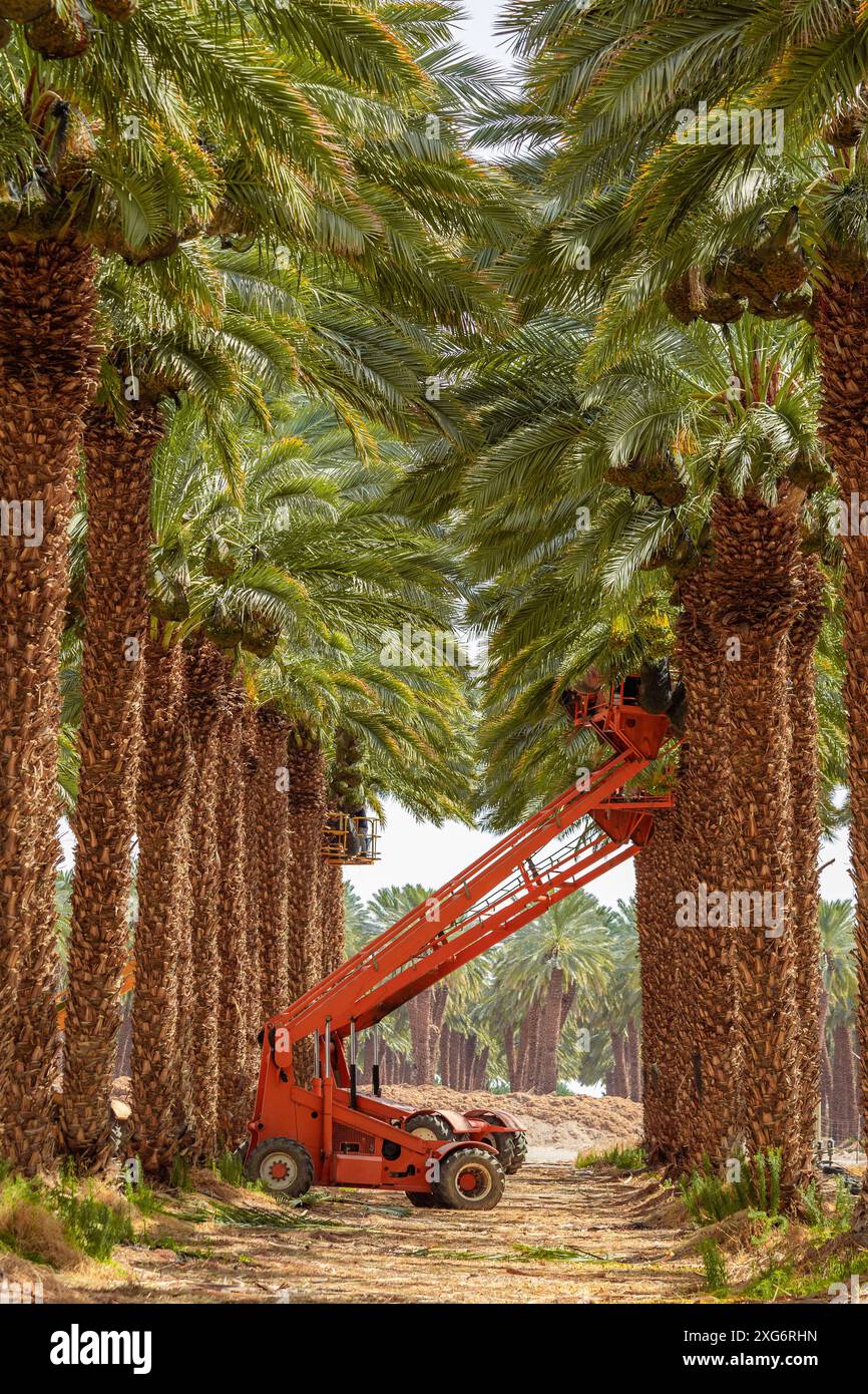 Date harvester picking fruits from date palms. Mechanical dates ...