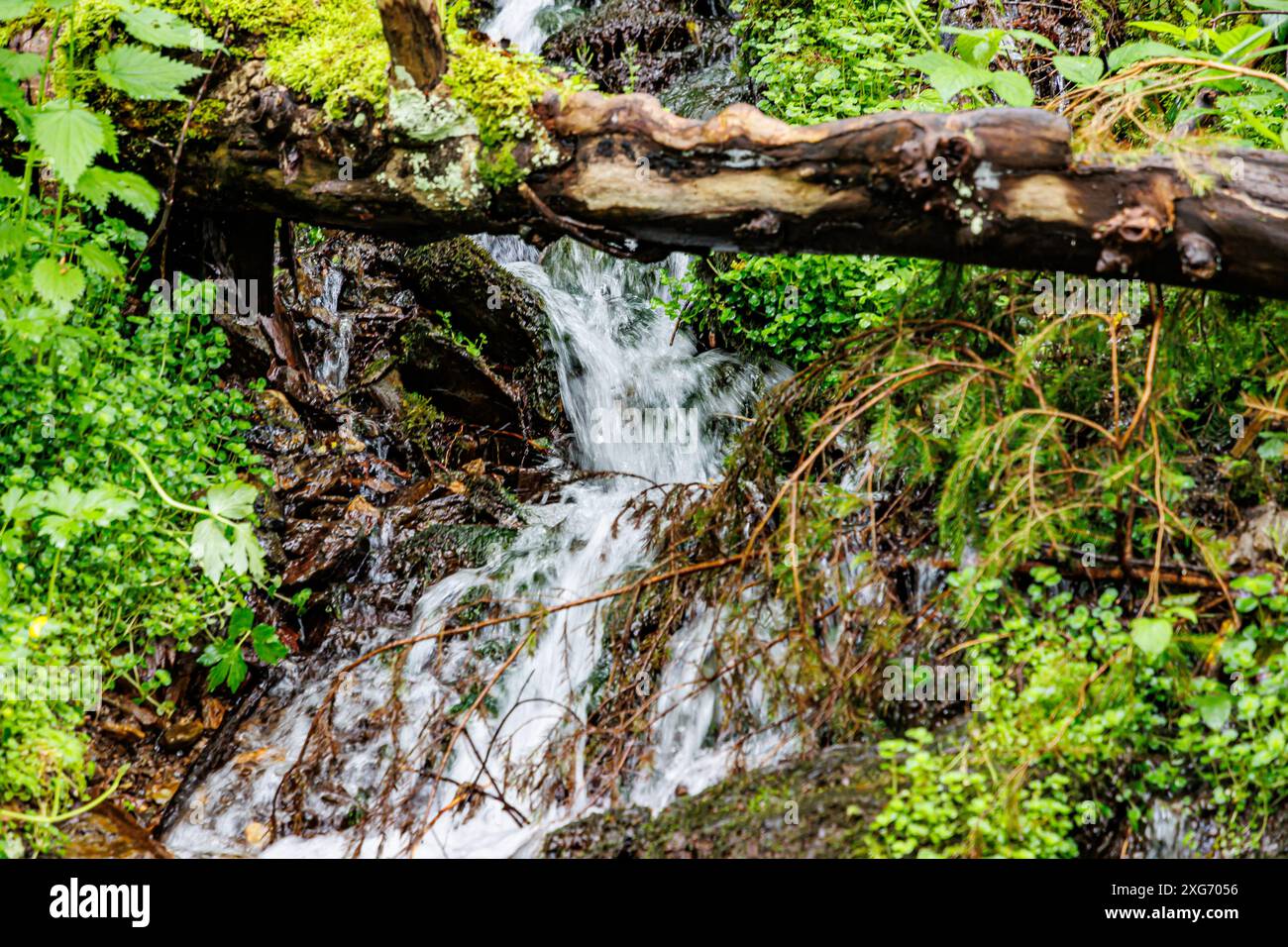 Closeup of water flowing between stones of a waterfall among wild grass and plants, tree trunk with fallen moss in blurred foreground, summer day in W Stock Photo