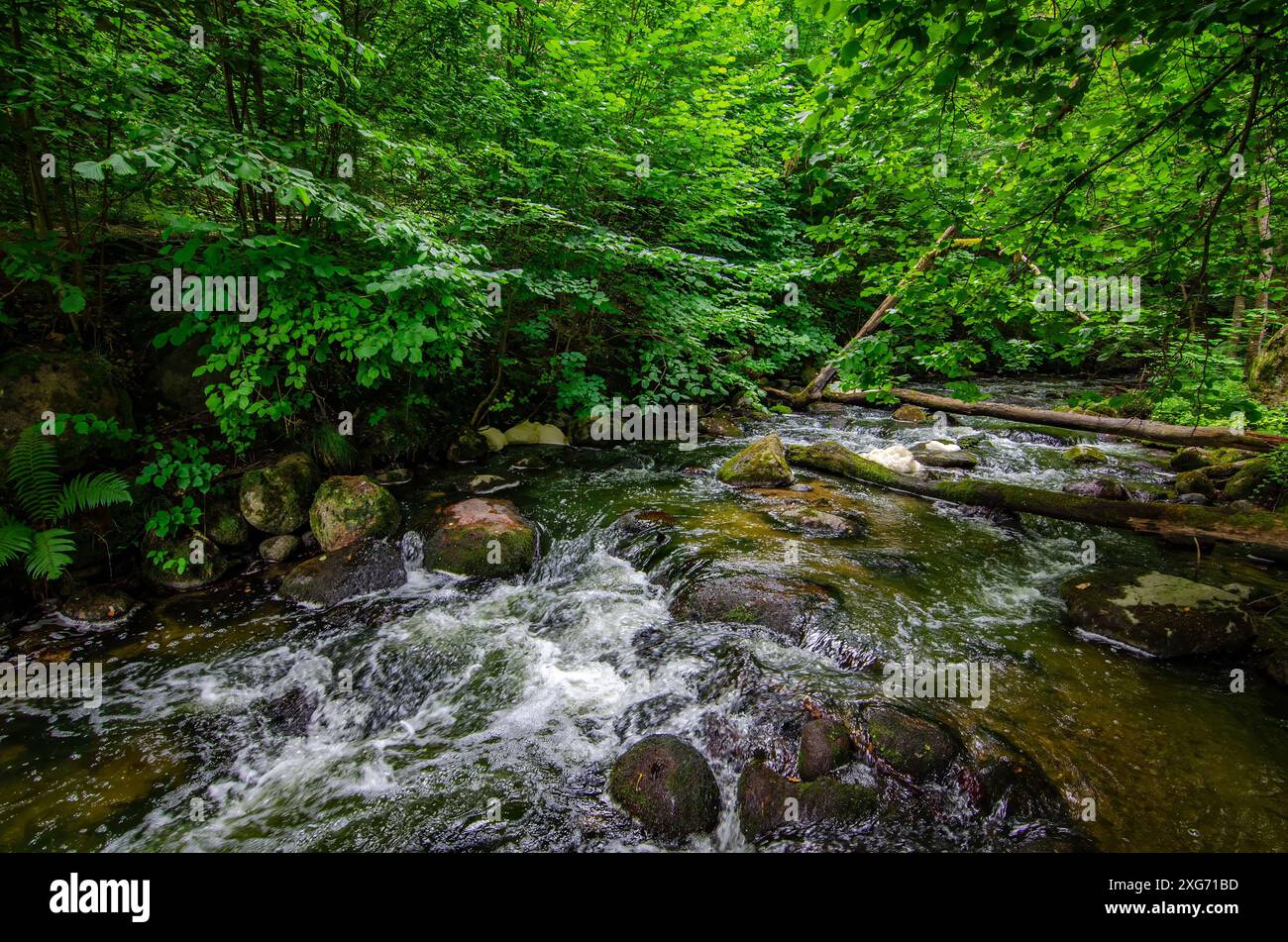 Beautiful stream in forest - beautiful natural landscape in the forest ...