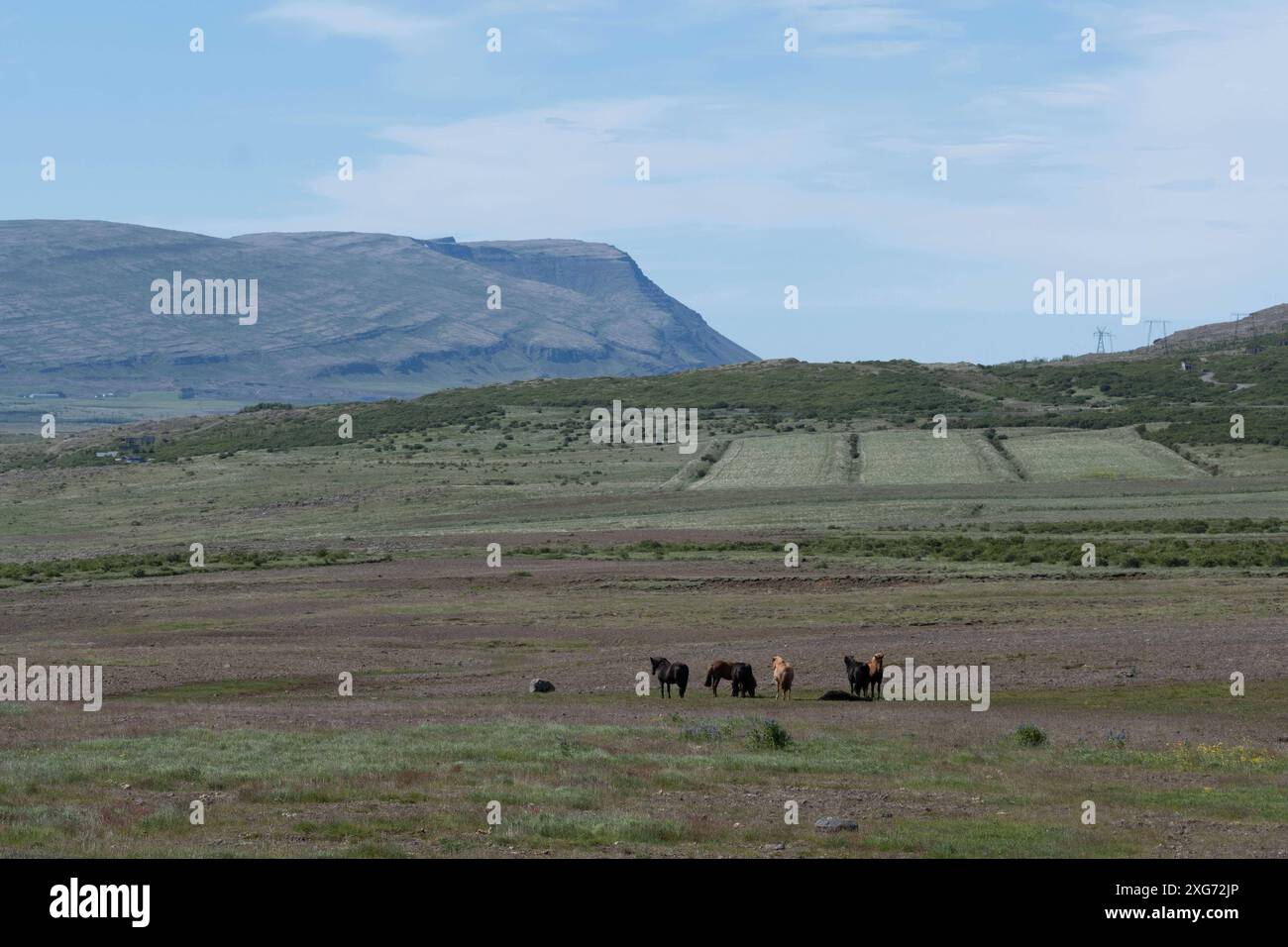 Pferde auf einer Koppel in Saurbæ Saurbaer am Hvalfjördur im Westen Islands. / Horses in a paddock in Saurbæ Saurbaer at Hvalfjördur in western Iceland. Hvalfjördur Hvalfjörður *** Horses in a paddock in Saurbæ Saurbaer at Hvalfjördur in western Iceland Horses in a paddock in Saurbæ Saurbaer at Hvalfjördur in western Iceland Hvalfjördur Hvalfjörður sp20240706884.jpg Stock Photo