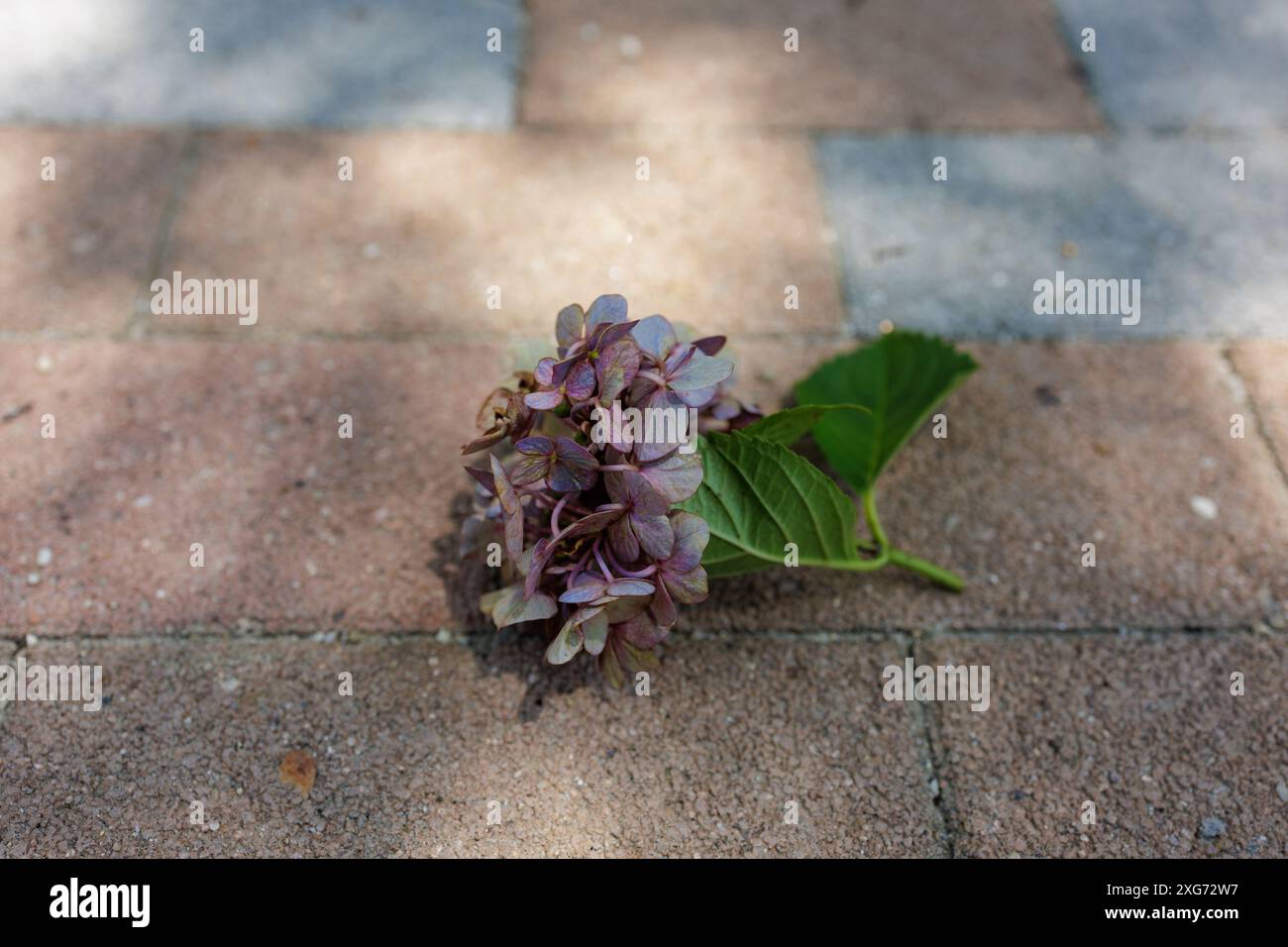 Final Journey For a Hydrangea Flower Stock Photo