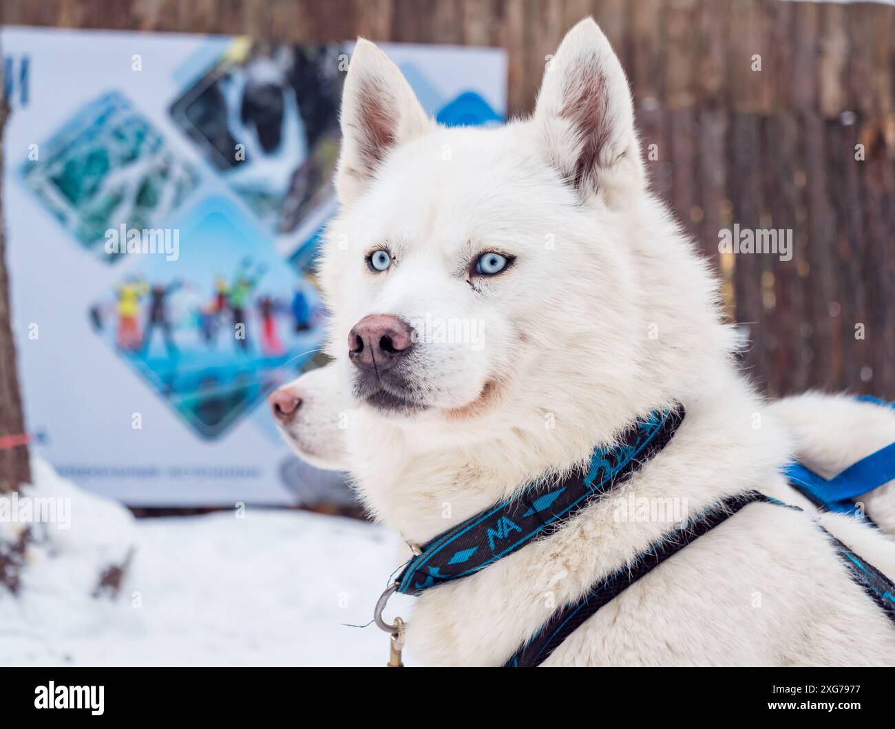 Pet dog wearing harness hi-res stock photography and images - Alamy