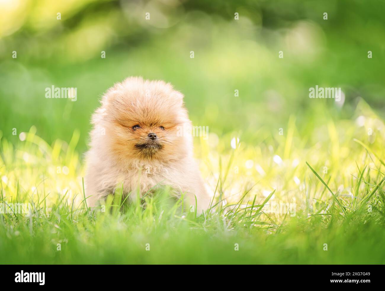 Cute pomeranian spitz dog puppy sitting the green grass Stock Photo - Alamy