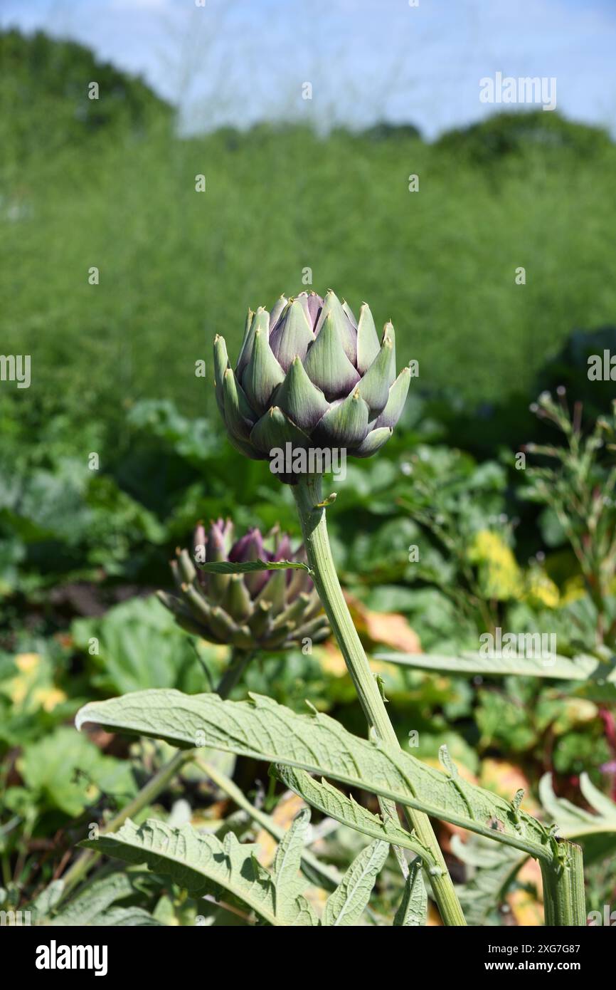 Globe artichokes Stock Photo
