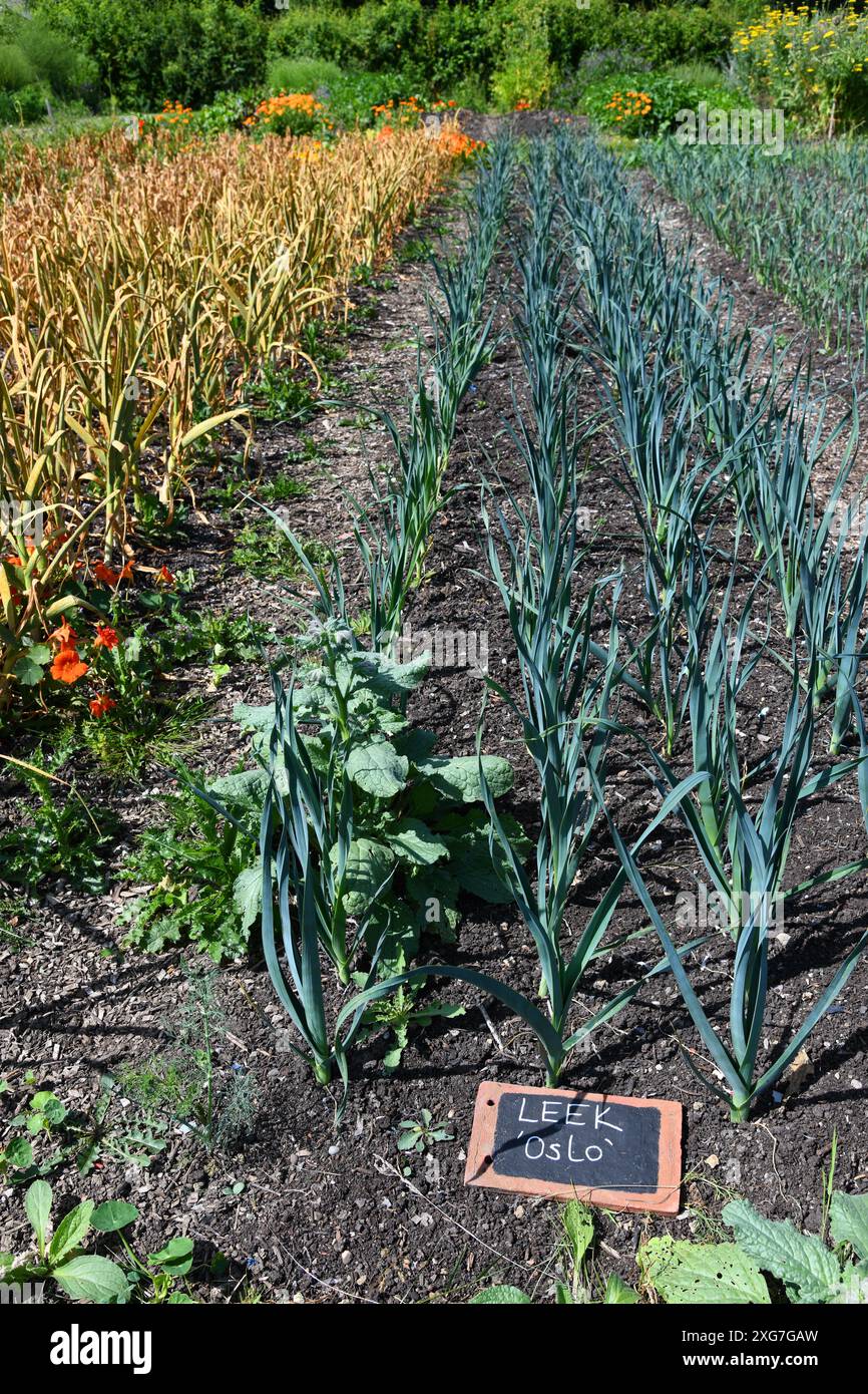 Leeks Plot Onions and leek plot hi-res stock photography and images - Alamy