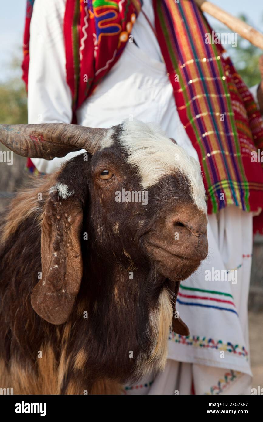 Rabari goat herder, Jawai, near Bera, Rajasthan, India Stock Photo - Alamy