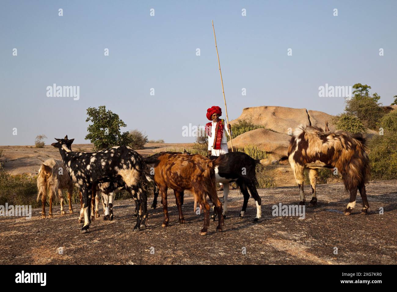 Goat herder rajasthan hi-res stock photography and images - Alamy