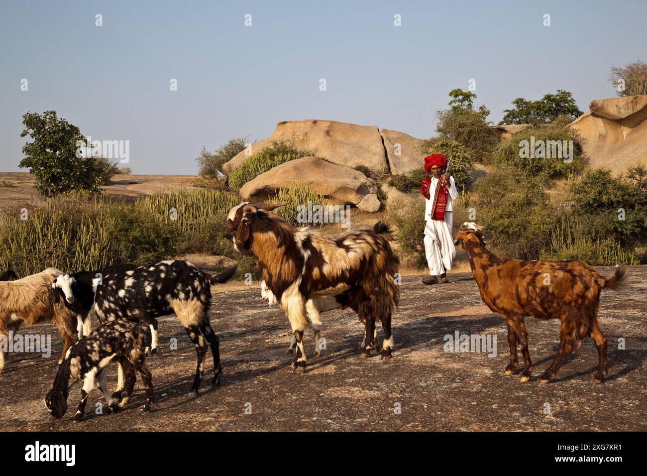 Jawai bera hi-res stock photography and images - Alamy