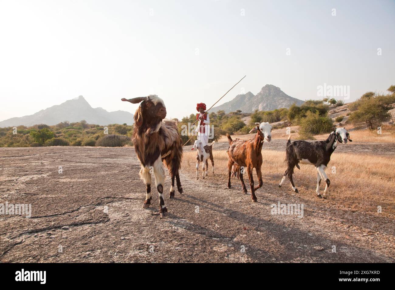 Goat herder rajasthan hi-res stock photography and images - Alamy