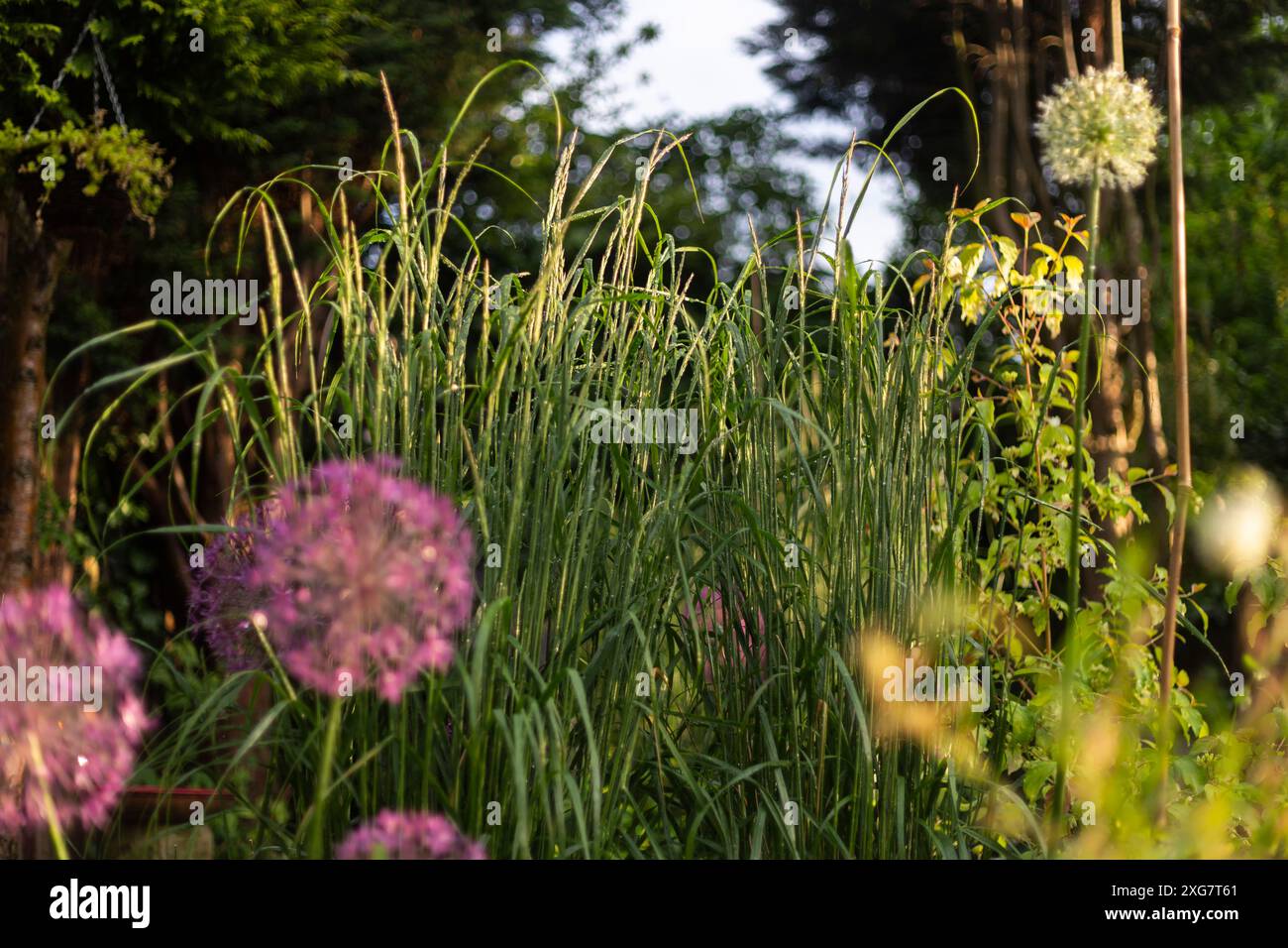 Calamagrostis × acutiflora 'Karl Foerster' and Ornamental Alliums Stock Photo