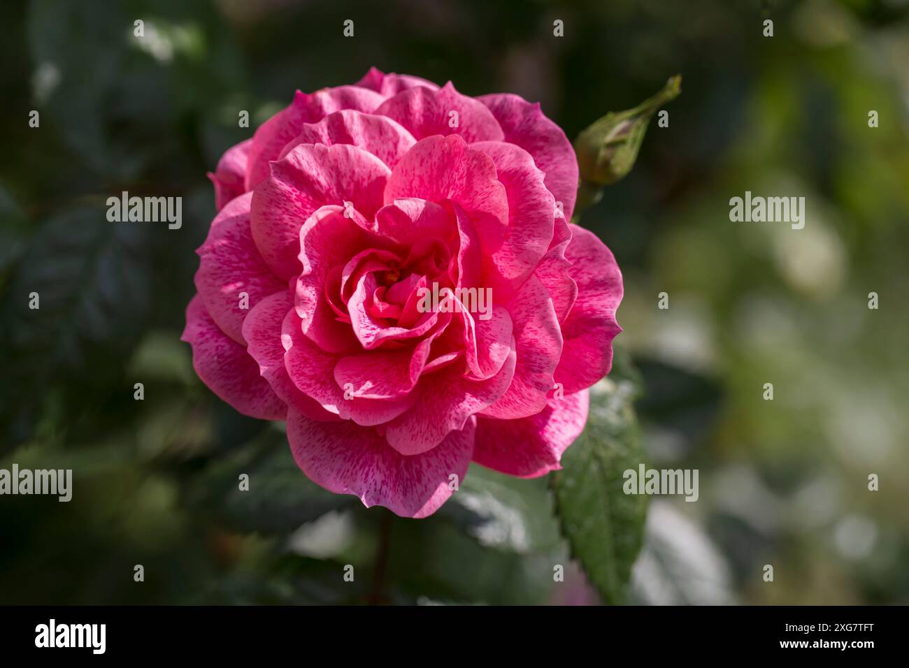 Rosa camelot - A pink climbing rose in full bloom Stock Photo - Alamy