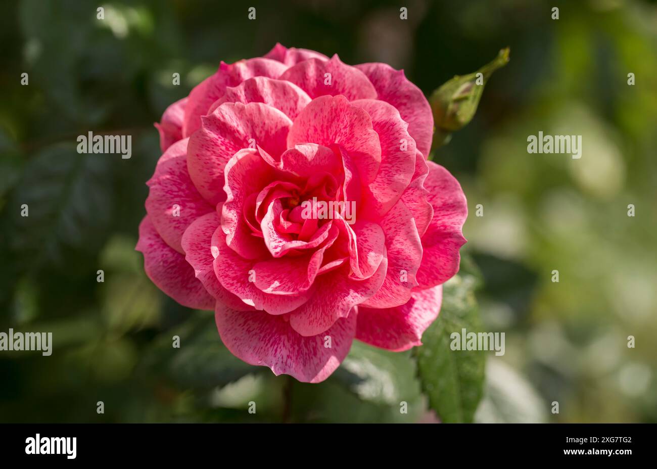 Rosa camelot - A pink climbing rose in full bloom Stock Photo - Alamy