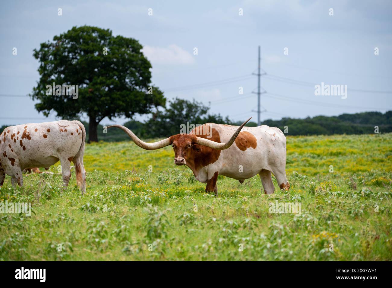 A white Longhorn bull with orange, brown patches and long, curved horns standing in a ranch pasture full of grass and yellow flowers. Stock Photo