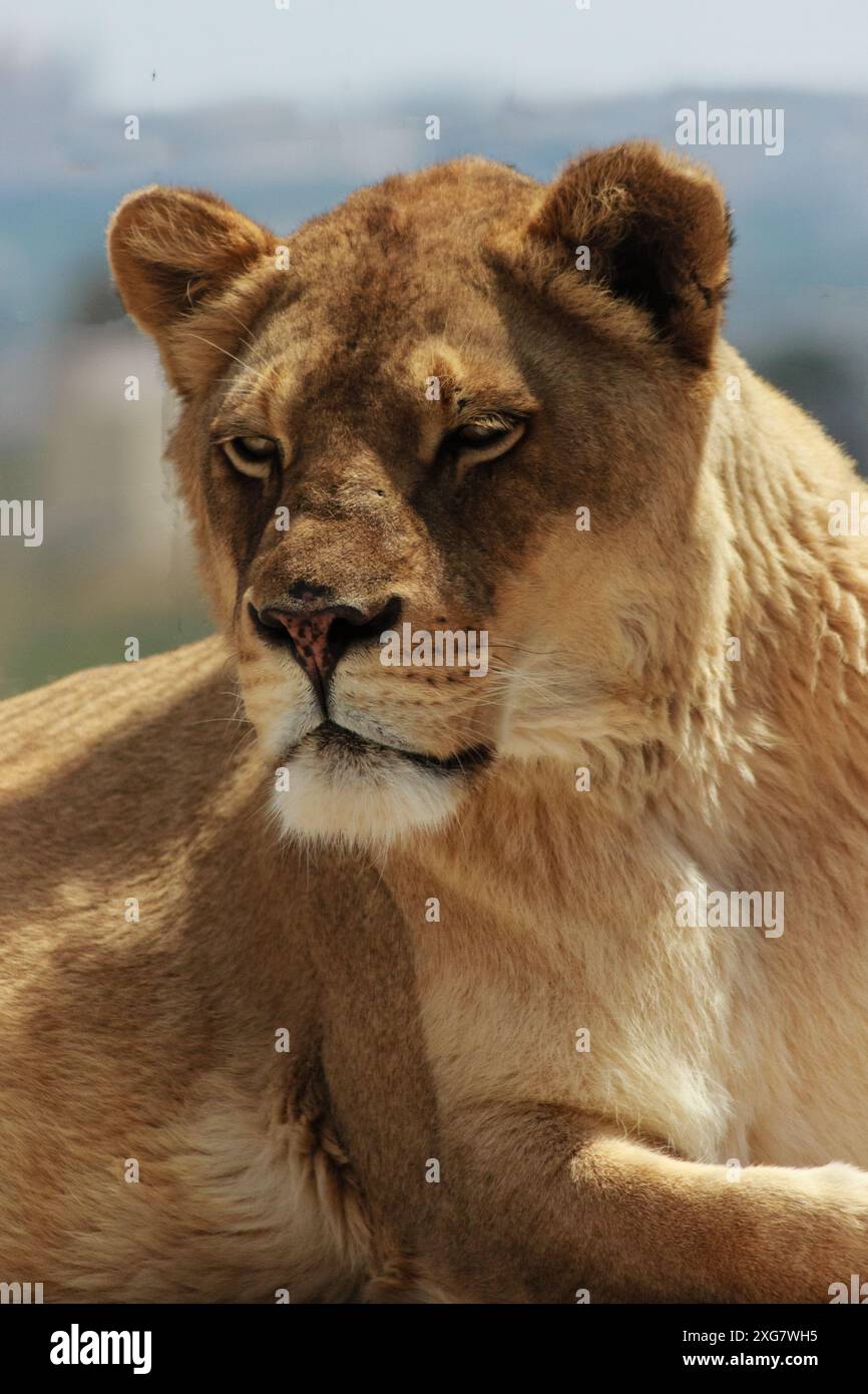 portrait of a lion in the zoo Stock Photo - Alamy