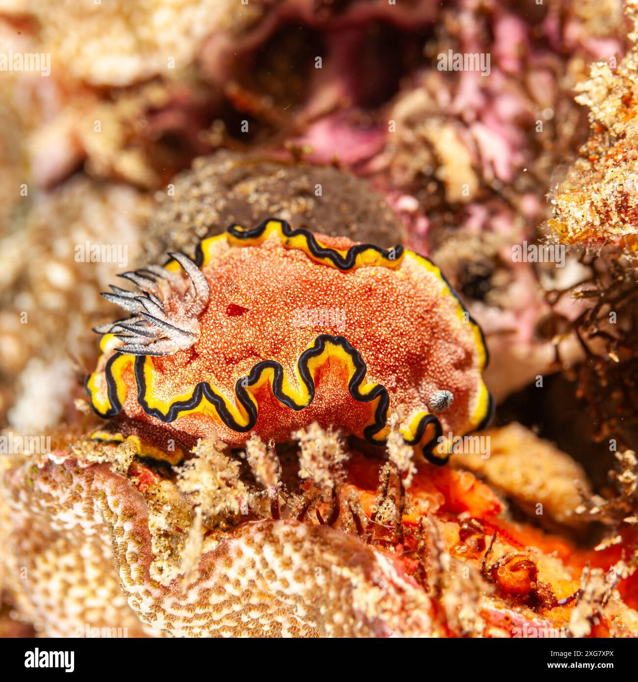 Mozambique, Maputo, Ponta do Ouro, Nudibranch, Sea slug Stock Photo