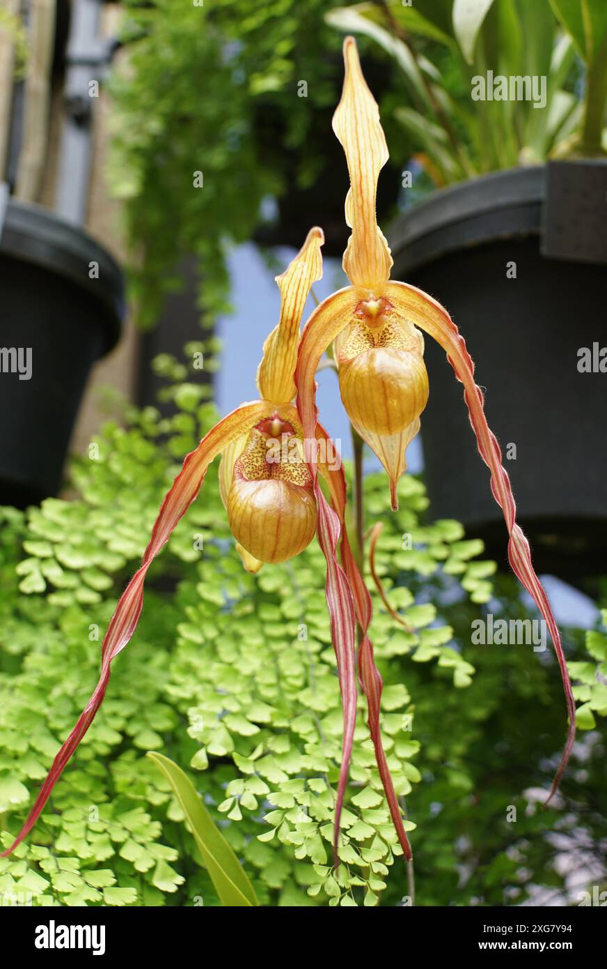 Beautiful Phragmipedium Demetria, a long-bearded orchid species Stock Photo