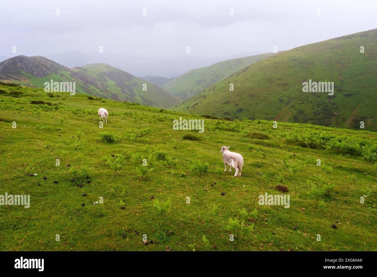 Two mountain sheep hi-res stock photography and images - Alamy