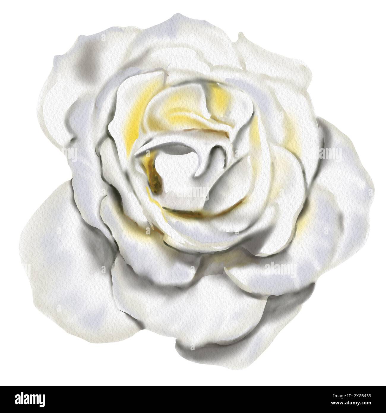 Large open white rose flower. Lots of light petals. Watercolor ...