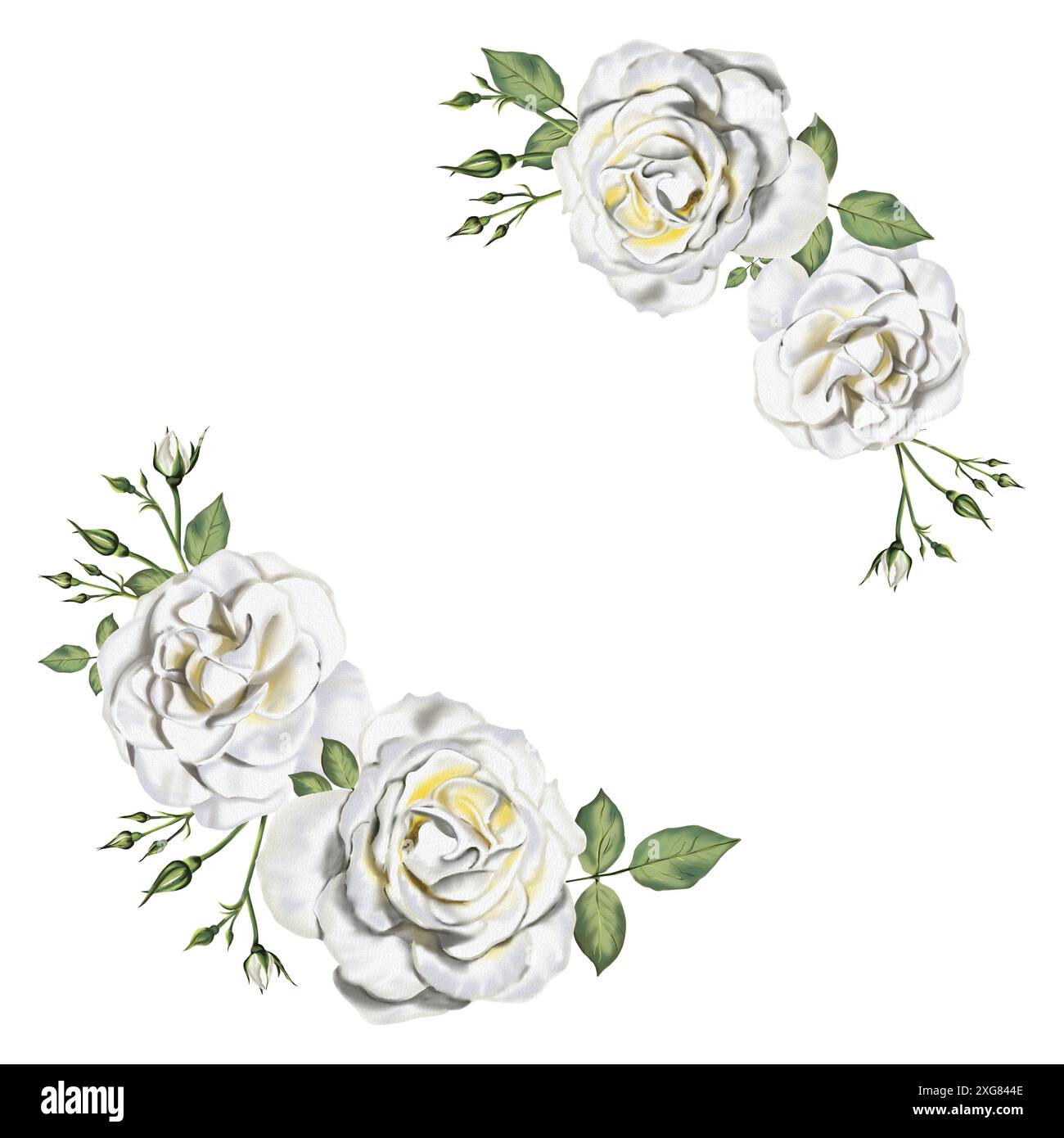 Two White Roses Opening Two flower arrangements. White roses with leaves and buds. Frame or ...