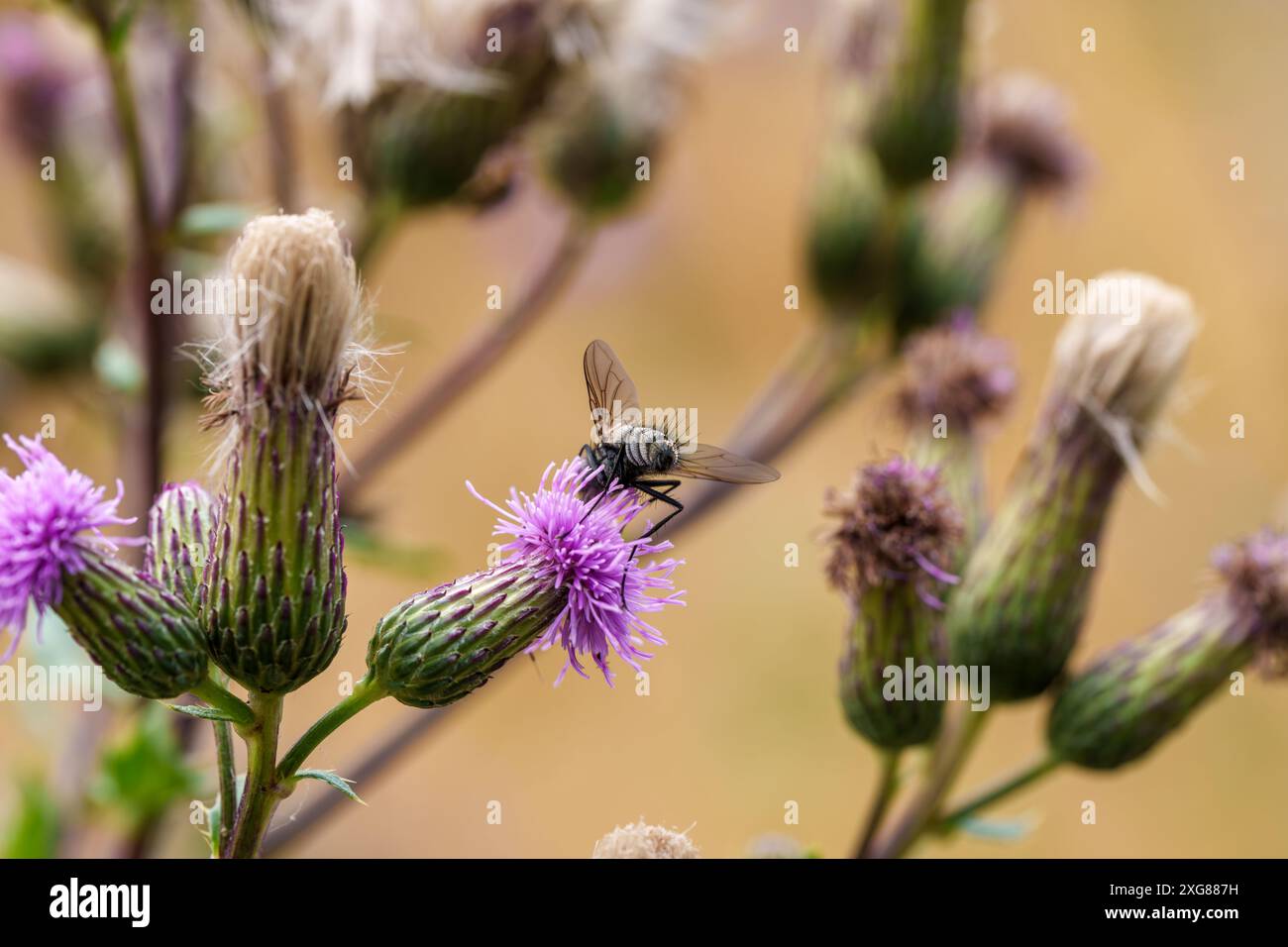 Nectarine blossom pollination hi-res stock photography and images - Alamy