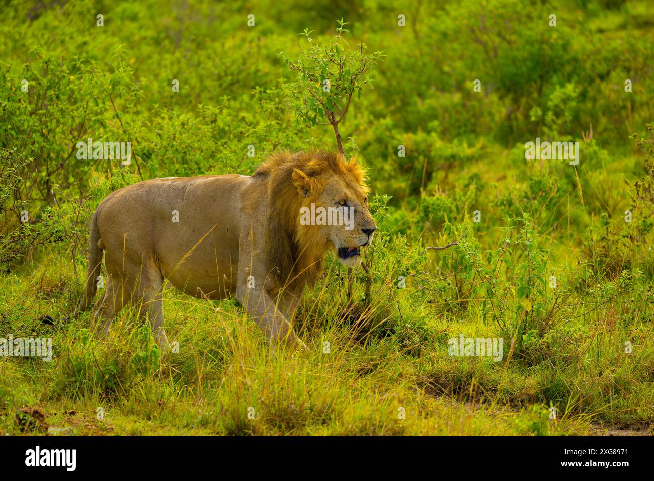 Male lion walking in dense bush. Masai Mara Game Reserve, Kenya Stock ...