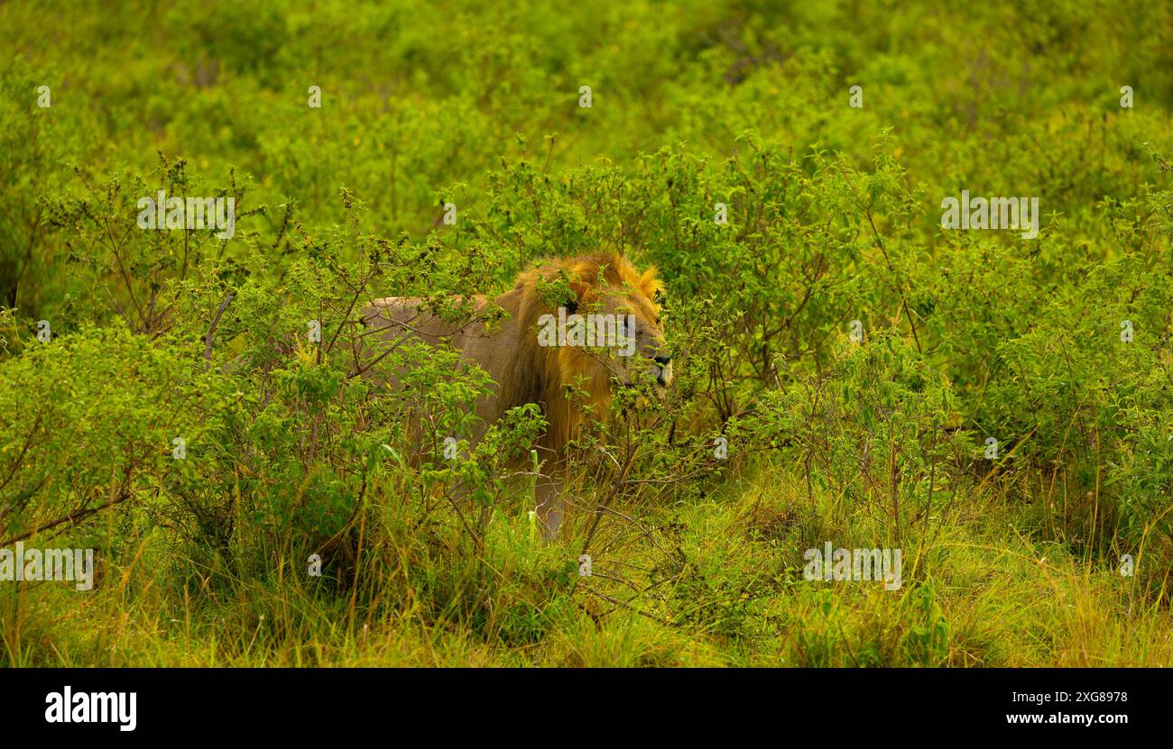 Masai lion man hi-res stock photography and images - Alamy
