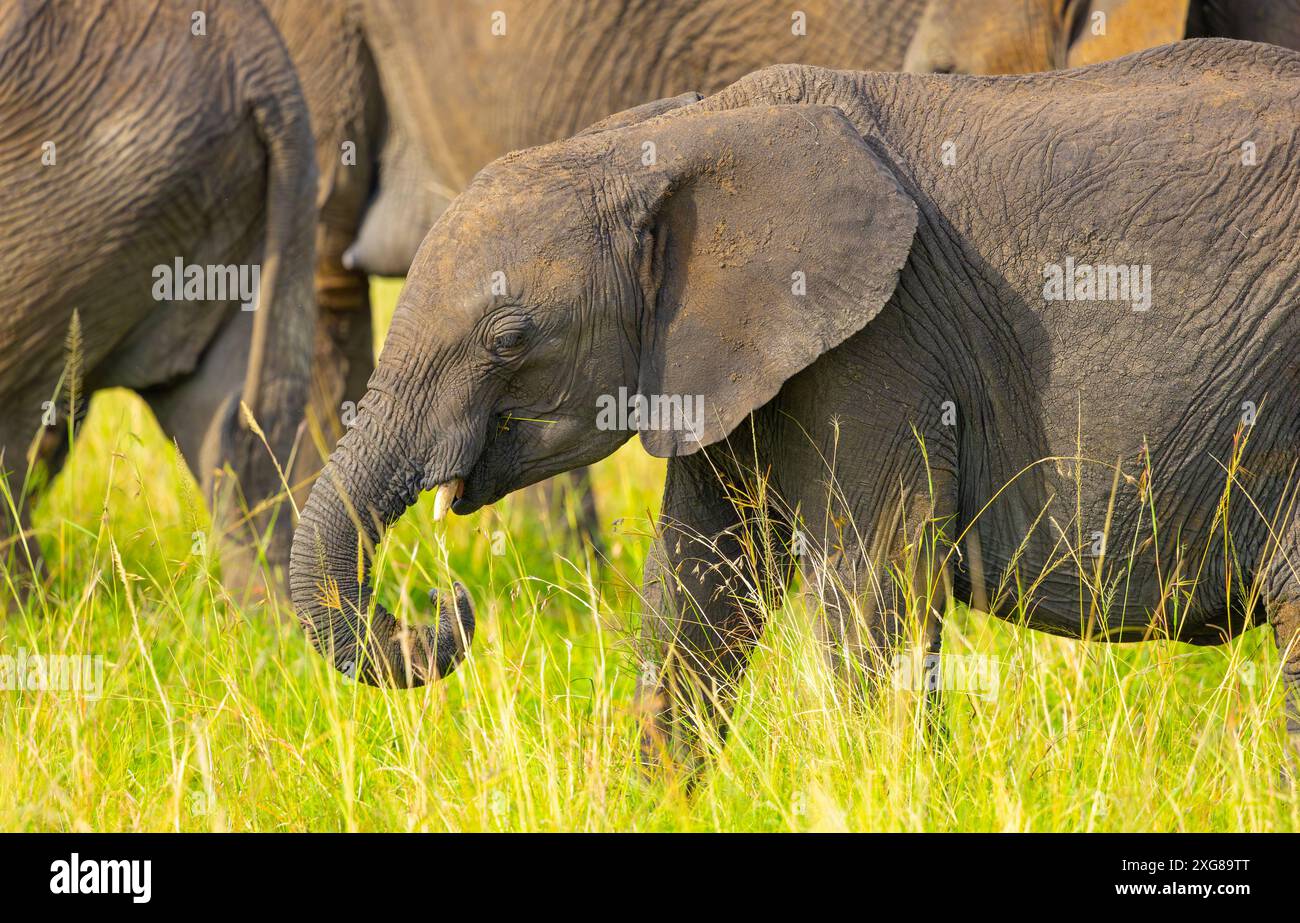 Small African elephant calf closeup portrait in Masai Mara Stock