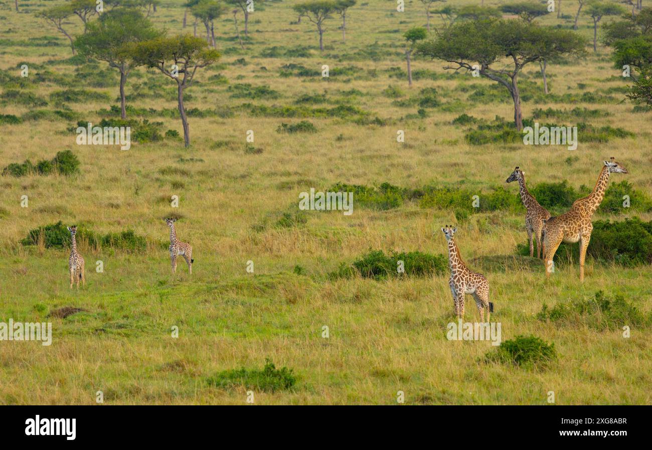 Masai mara aerial hi-res stock photography and images - Alamy