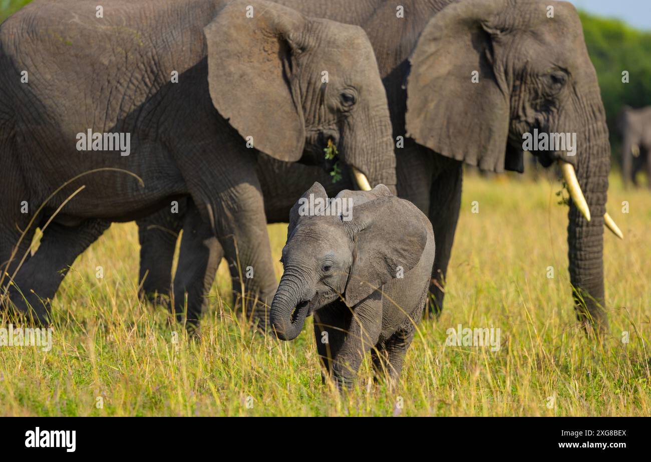 African savanna elephant baby hi-res stock photography and images - Alamy