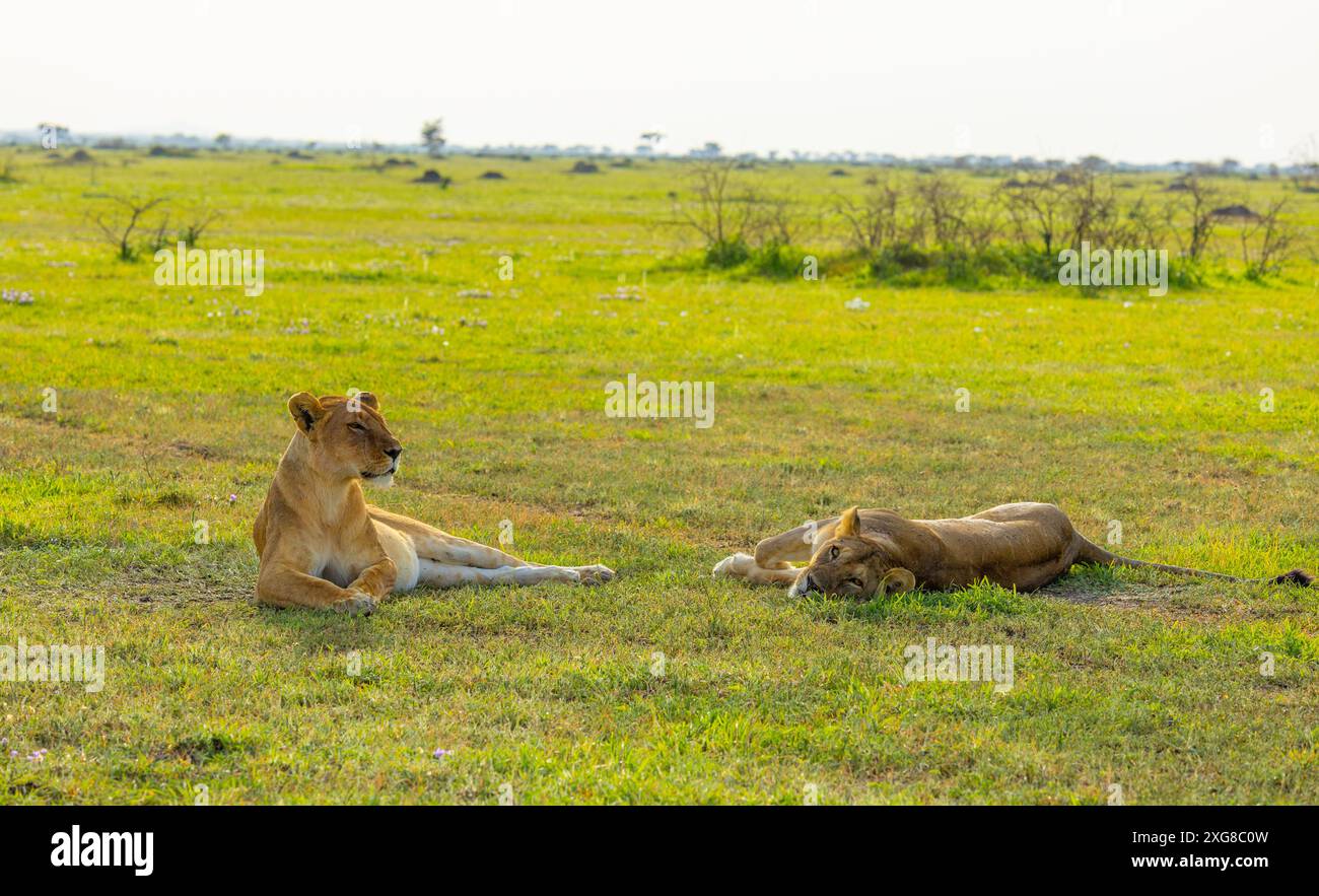 Two lionesses resting in the savanna. Western Serengeti, Grumeti area. Serengeti National Park, Tanzania. Stock Photo