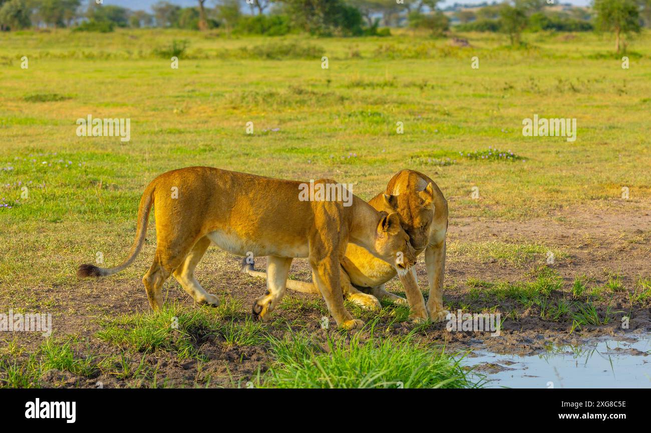 Two lionesses greet each other by a small pool of water. Western Serengeti, Grumeti area. Serengeti National Park, Tanzania. Stock Photo