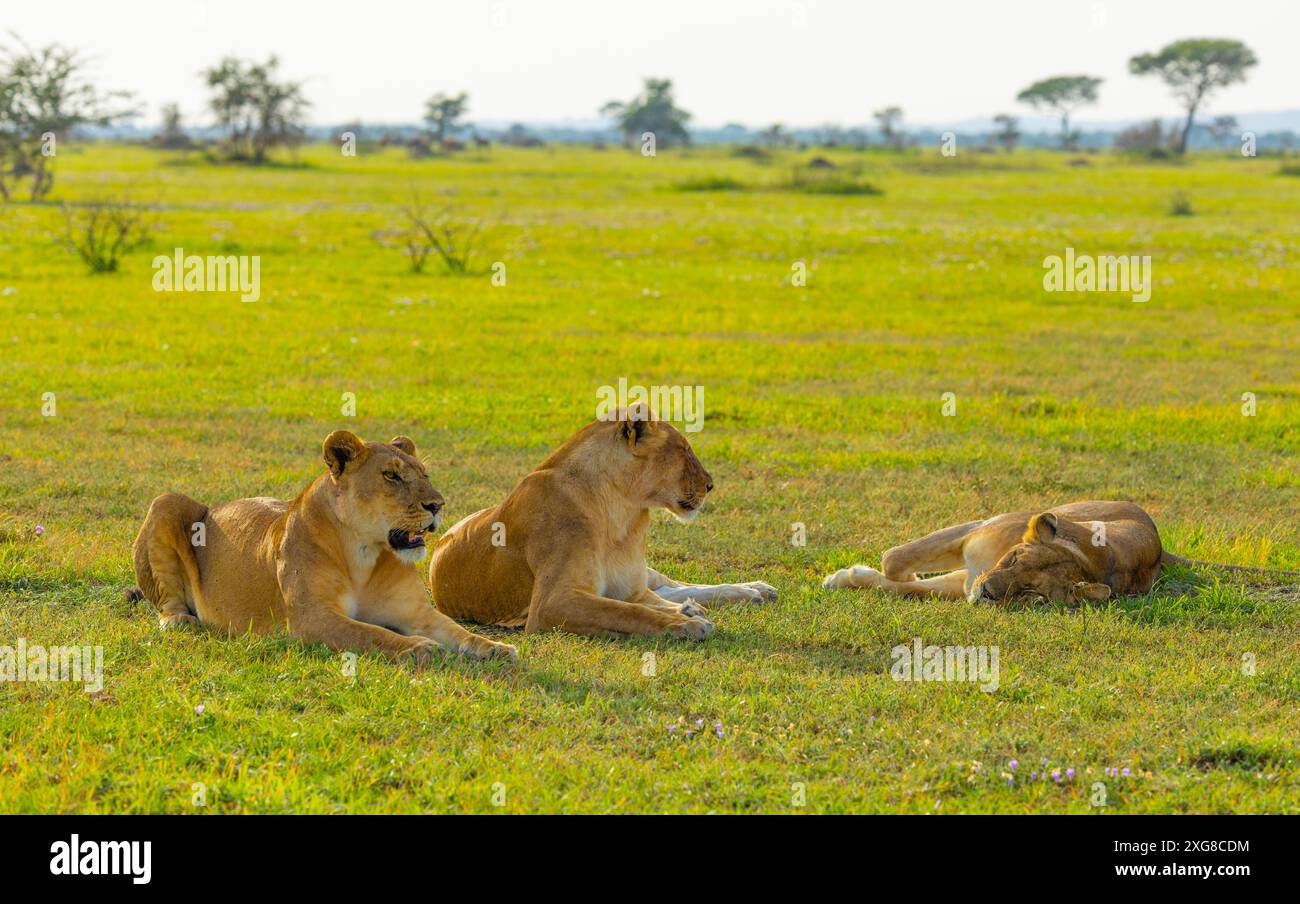 Three lionesses resting in the savanna. Lioness sitting on the grass. Western Serengeti, Grumeti area. Serengeti National Park, Tanzania. Stock Photo